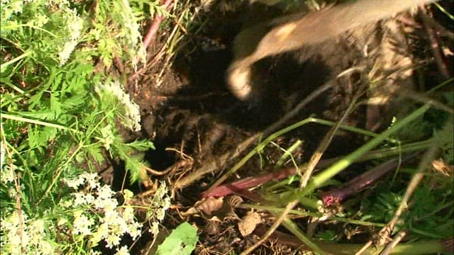 땅에서 뿌리식물을 채취하는 사람