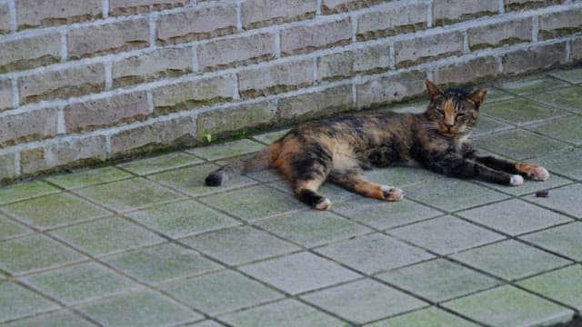 Cat lounging on a tiled floor