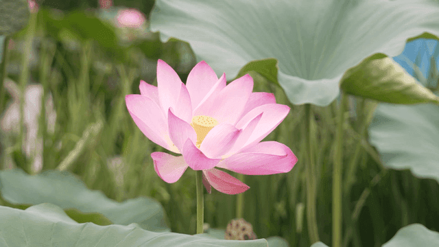 Light pink lotus blooming in lush garden