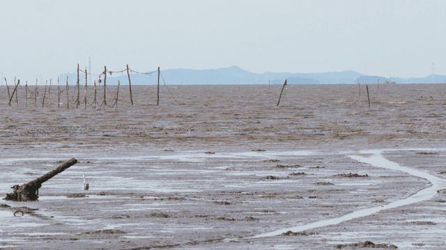 Many birds flying over the tidal shore