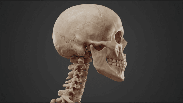 Detailed view of a human skull model