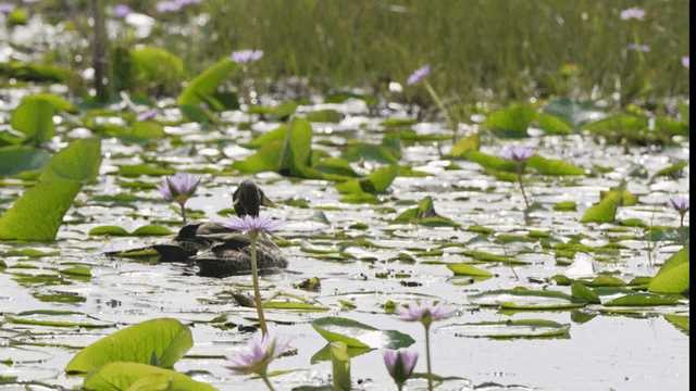 Ducks swimming among water lilies