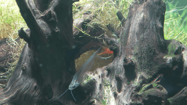Fish swimming around a submerged log