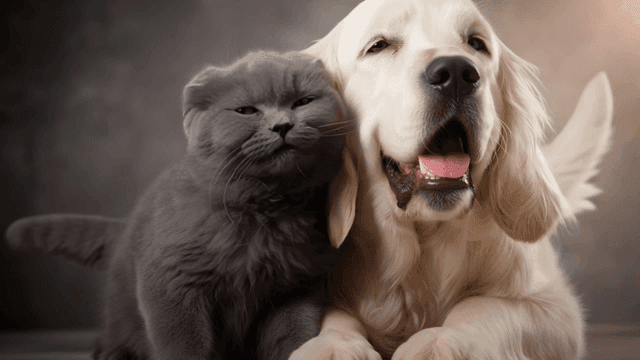 Cat and dog cuddling together