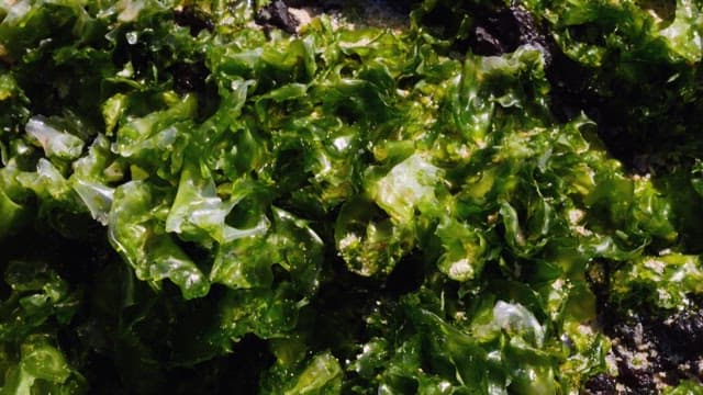 해안가의 햇빛이 비치는 해초