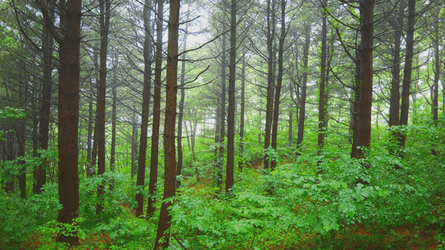 비 오는 날의 키 큰 나무가 있는 울창한 숲