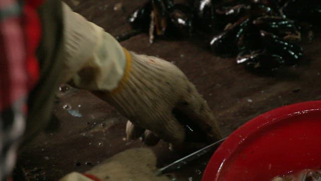 신선한 홍합을 깨끗이 손질하고 껍질을 벗기는 장갑 낀 손