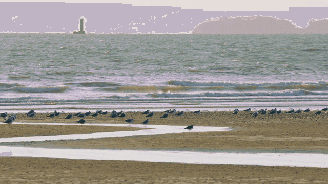 Sandpipers resting on sandy beach