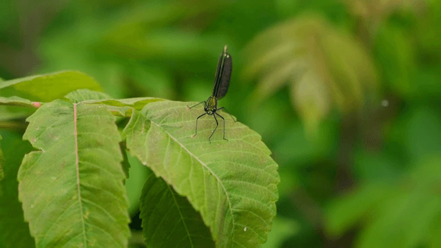초록 잎 위에 앉아 있는 물잠자리