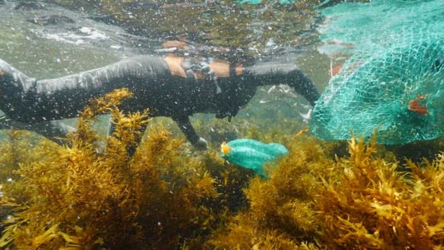 Underwater scene with a female diver harvesting seafood and seaweed