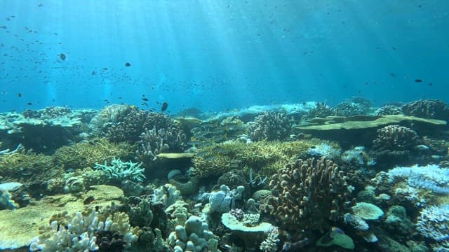 Vibrant coral reef teeming with fish