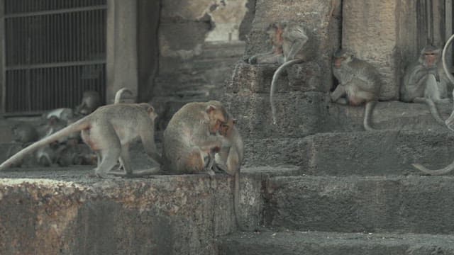 Monkeys Resting on a Stone Structure in Ancient Temple