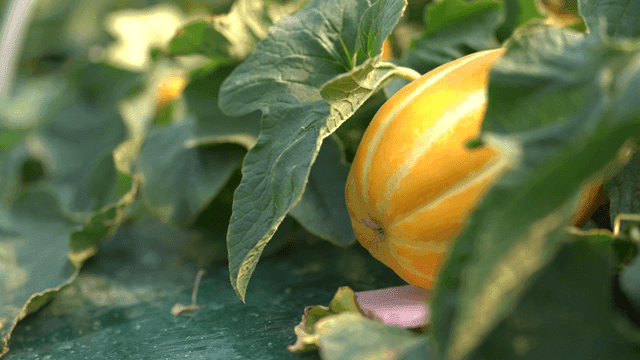 Ripe yellow Korean melons growing beneath green leaves