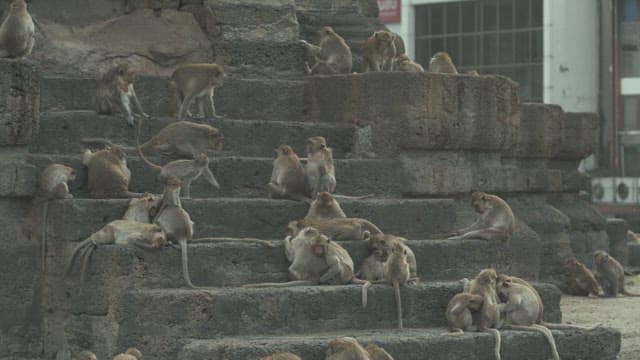 Monkeys on Old Stone Steps in a Urban Area