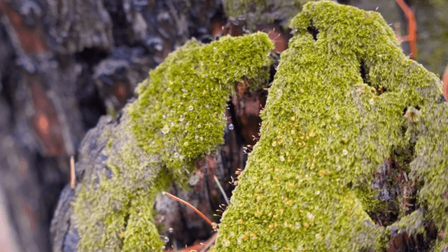 이슬이 맺힌 나무 줄기의 이끼