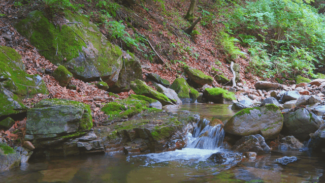 이끼 낀 바위가 있는 고요한 숲 속 계곡