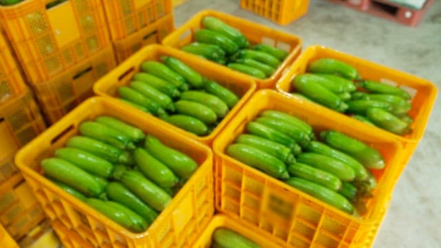 Fresh green zucchinis in yellow crates in a warehouse