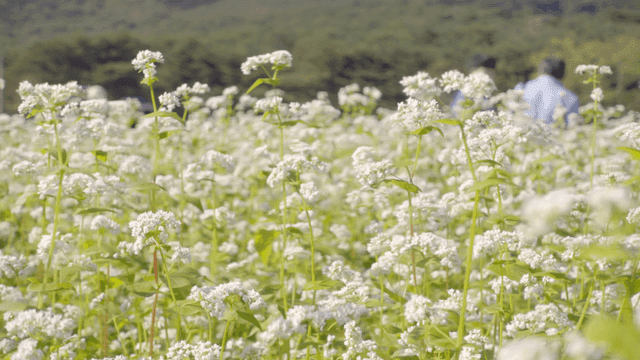 배경에 사람들이 있는 하얀 꽃밭
