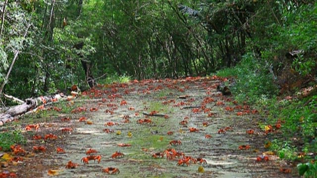 Red Crabs Migrating Across Forest Floor