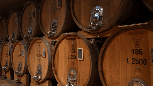 Wooden barrels in a wine cellar