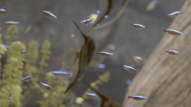 Colorful fish swimming in aquarium