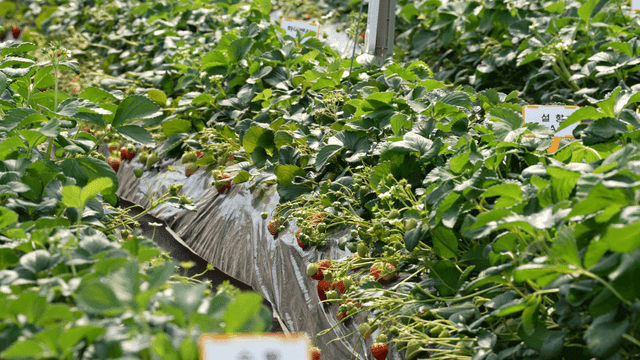 Strawberries grown in greenhouse