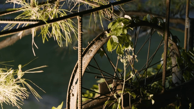 녹슨 바퀴와 얽힌 녹색 덩굴