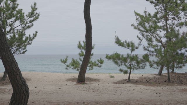 조용한 바다 옆에 조성된 소나무숲