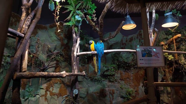 Two colorful parrots perched on a branch in a dense indoor aviary decorated with lush greenery