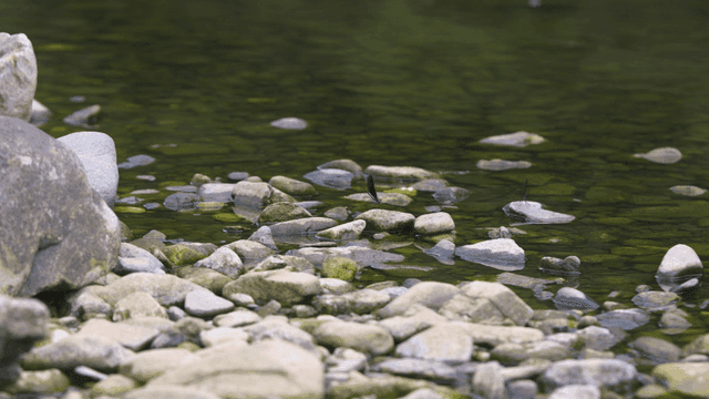 Quiet river with stones and dragonflies