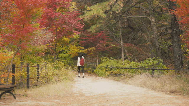 Long-haired woman hiking on autumn trail covered with fallen leaves