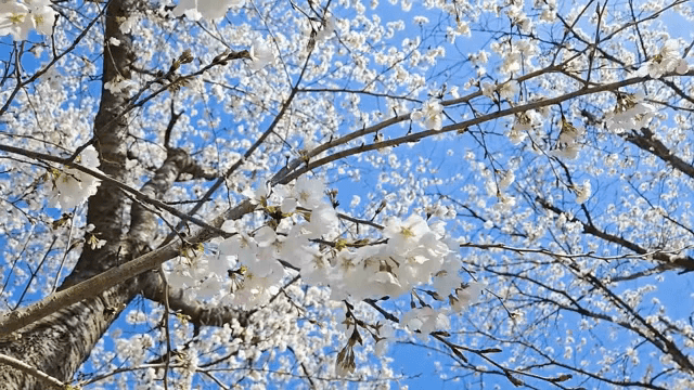 맑은 하늘 아래 피어난 벚꽃