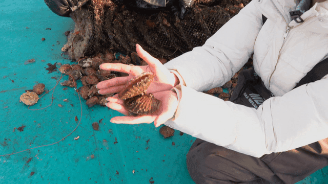 Person holding fresh scallops on a boat