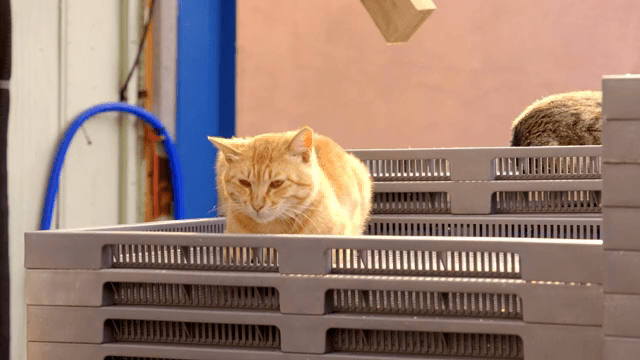 쌓인 상자 위에 쉬고 있는 노란 고양이