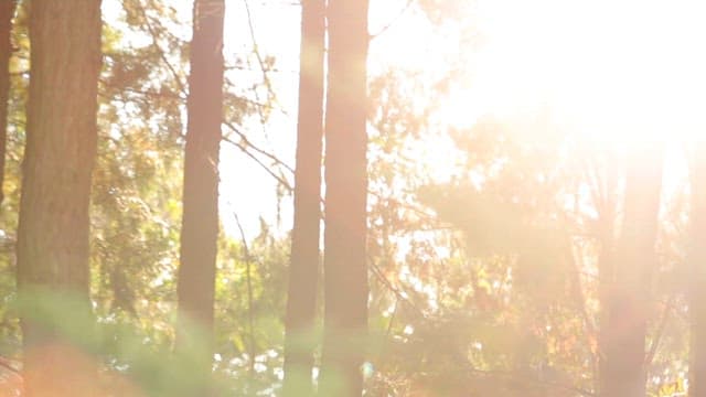 숲의 나무 사이로 비치는 아침 햇살