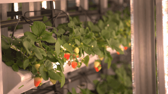 Strawberries growing in a vertical farm