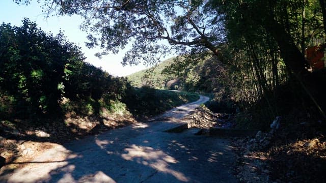 Winding dirt road in a dense forest illuminated by sunlight