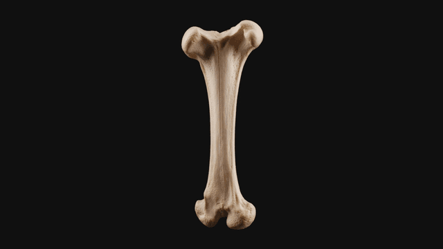 Detailed view of human femur bone