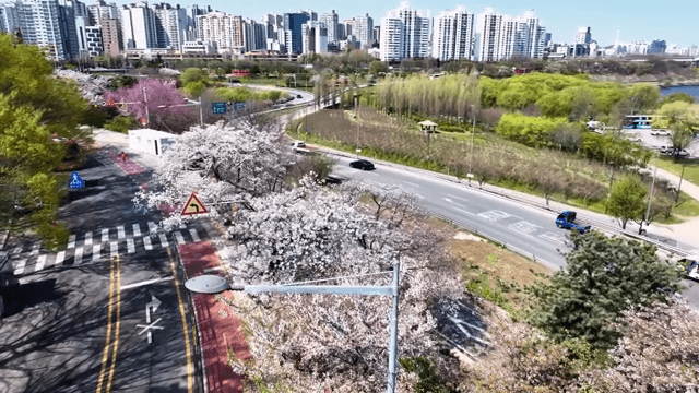 도시 도로를 따라 핀 벚꽃