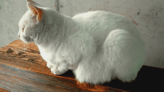 White cat resting on a wooden bench