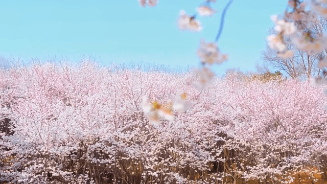 맑은 하늘 아래 만개한 벚꽃