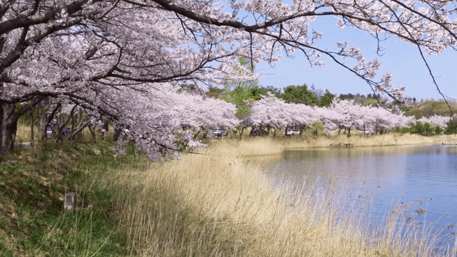 고요한 호숫가의 벚꽃