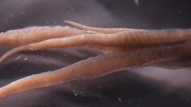 물속에서 움직이는 낙지의 다리