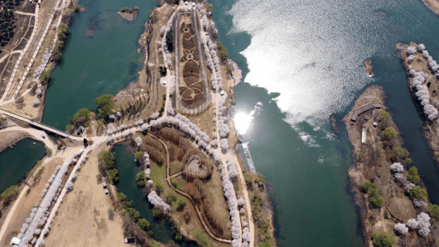 Scenery of river with cherry blossoms in bloom