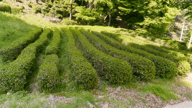 Lush green tea fields under sunlight