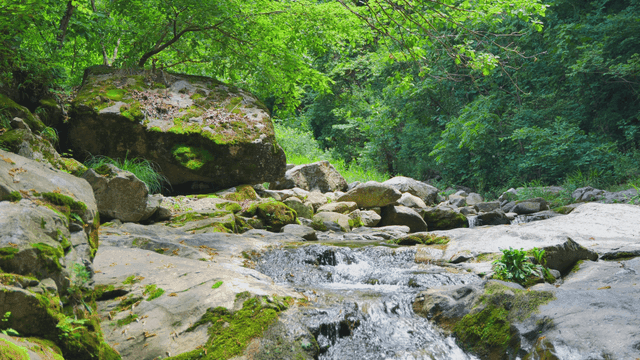 Quiet forest stream flowing between mossy rocks