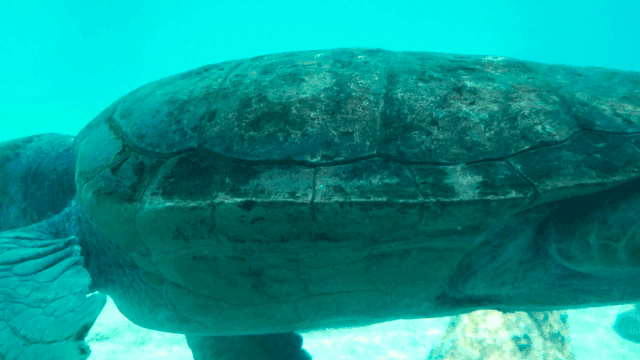 Sea turtle swimming in water.