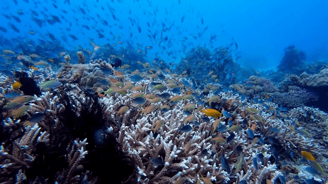 Vibrant coral reef teeming with fish
