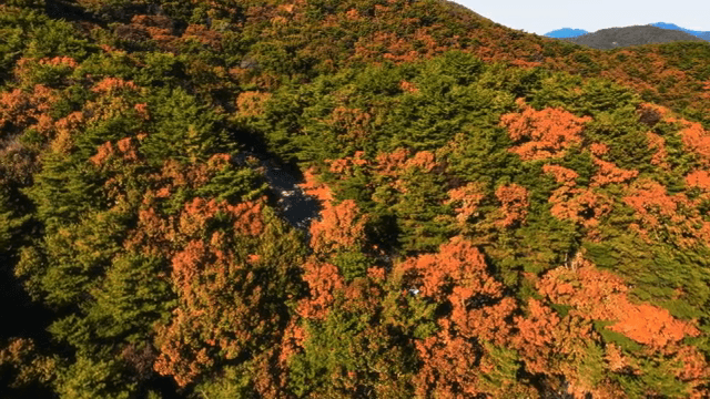 알록달록한 가을 숲 풍경