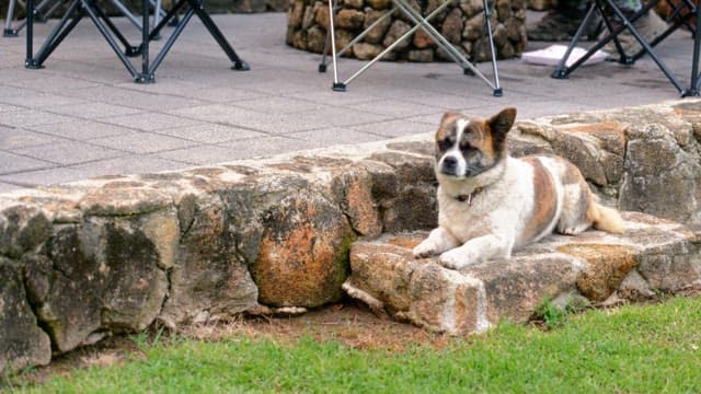 Dog resting on stone steps during the day